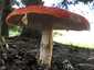 Légyölő galóca (Amanita muscaria), Őrség